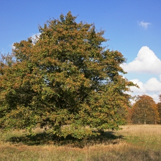 mature  Acer pseudoplatanus