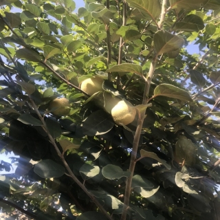 The fruit of Cydonia oblonga