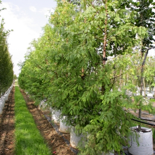 Metasequoia glyptostroboides