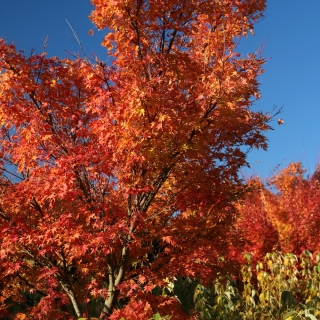 Acer palmatum Osakazuki multi-stem in autumn foliage