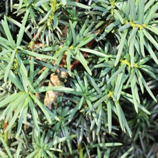 The foliage in detail of Taxus baccata Fastigiata