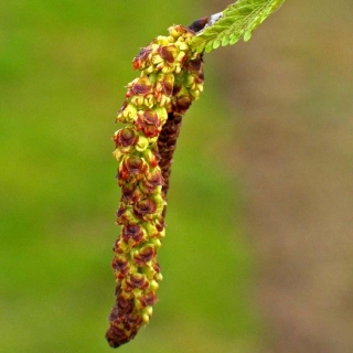 catkin of Betula papyrifera