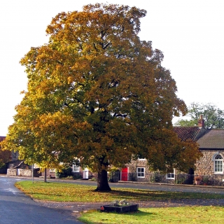 Acer pseudoplatanus Negenia on a village green