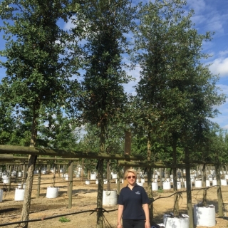 Quercus Suber in summer months at barcham trees