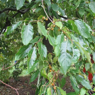 The leaves and fruit of Diospyros lotus