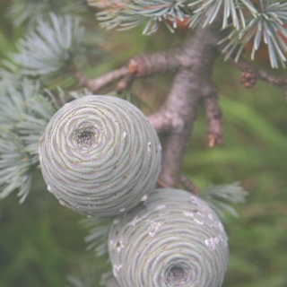 the cones of Cedrus atlantica Glauca