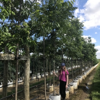 Carya illinoinensis at barcham trees