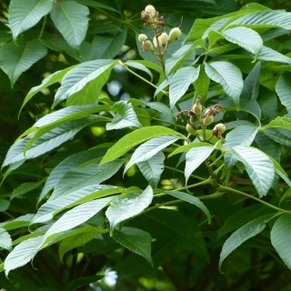 leaves and young fruit of Aesculus flava