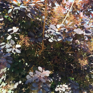 foliage and flowers of Cotinus coggygria Royal Purple