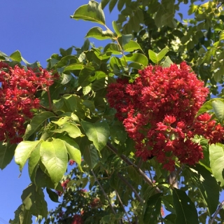 the red berries of euodia hupehensis