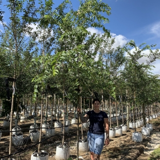 Zelkova serrata Green Vase