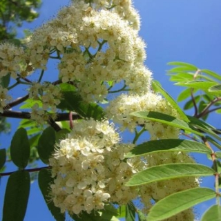 Creamy white flowers on Sorbus aucuparia Edulis