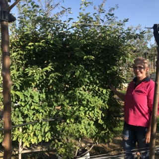 Amelanchier lamarckii multi stem pleached