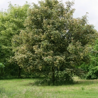 Mature Acer pseudoplatanus Leopoldii