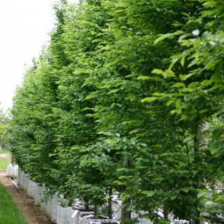 Carpinus betulus Fastigiata at barcham trees