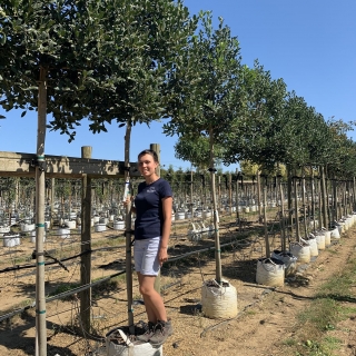 Ilex aquifolium Nellie Stevens