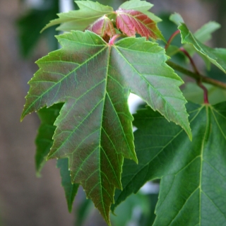 The leaf of  Acer x freemanii Armstrong