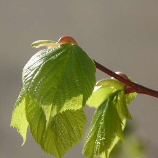 The foliage of Tilia americana Redmond in detail