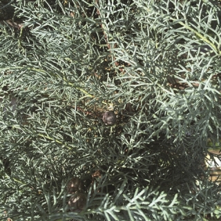 foliage and cones of Cupressus arizonica Glauca