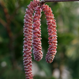 the pink catkins of Corylus avellana Zellernus