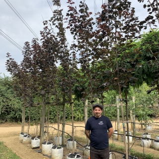 Acer platanoides Crimson King