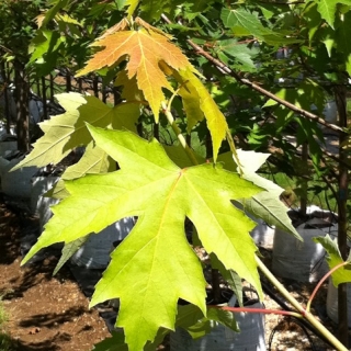 The foliage of  Acer x freemanii Autumn Fantasy