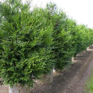 Row of Thuya plicata Atrovirens on the Barcham Trees nursery