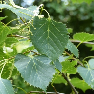 The leaves and fruit of Tilia henryana