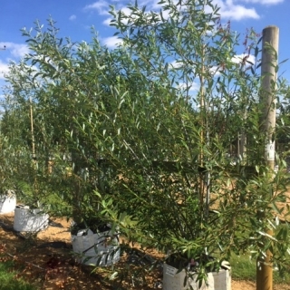 Salix daphnoides multi-stem at barcham trees
