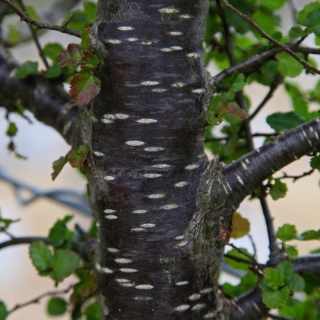 The bark of Nothofagus antarctica