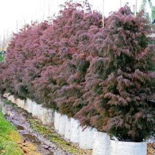 Cryptomeria japonica Elegans in autumn