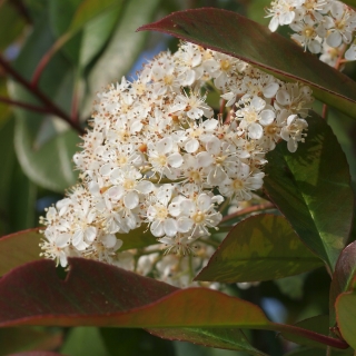 The flowers of Photinia fraseri Red Robin