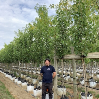 Pyrus calleryana Chanticleer