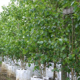 Betula utilis Jacquemontii multi-stem at barcham trees