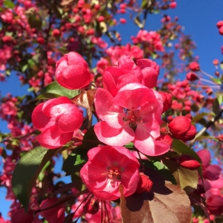 the flowers of Malus Rudolph