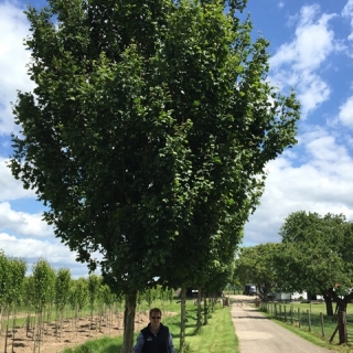 mature Acer campestre Elegant