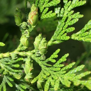 Thuya plicata Atrovirens foliage