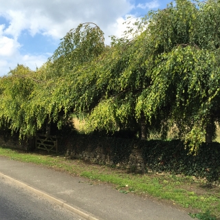 mature Betula pendula Youngii