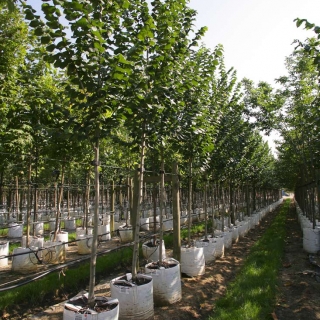 Ulmus Clusius on Barcham Trees nursery