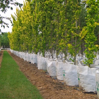 Row of Ulmus carpinifolia Wredei Aurea on Barcham Trees nursery
