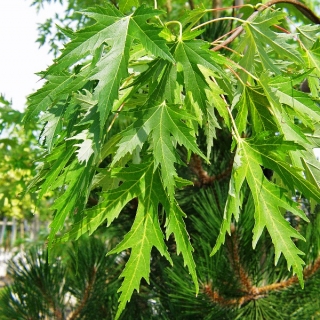 The dissected leaves of Acer saccharinum Laciniata Wieri
