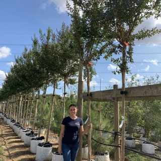 Lagerstroemia indica Rosea