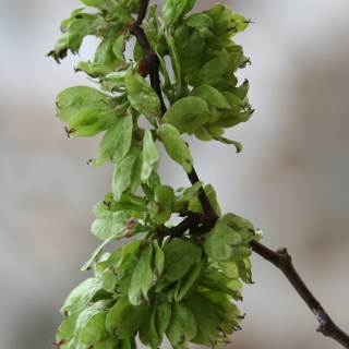 The seeds of Ulmus Dodoens