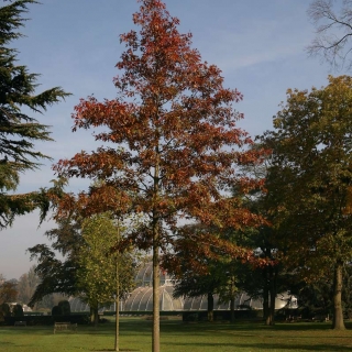 semi mature specimen of Quercus palustris