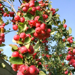 the red berries of Malus Red Sentinel