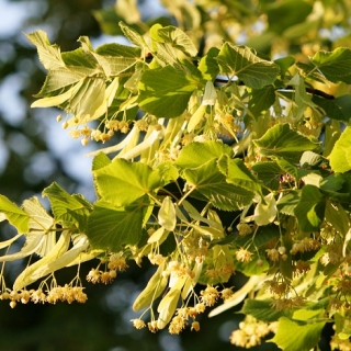 The yellow flower produced by Tilia x europaea Pallida