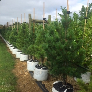 Pinus cembra at barcham trees