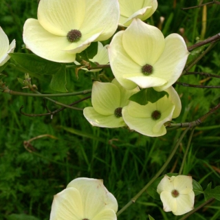 The creamy flower of Cornus Eddie’s White Wonder