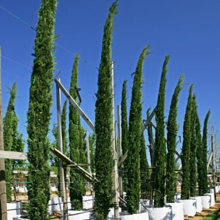 Cupressus sempervirens