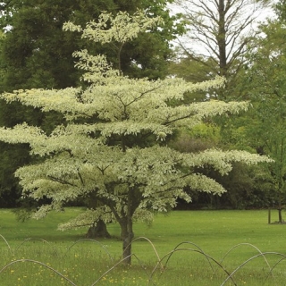 mature Cornus controversa Variegata